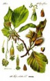 /album/fotogalereya/a258px-illustration-fagus-sylvatica0-clean-jpg1/